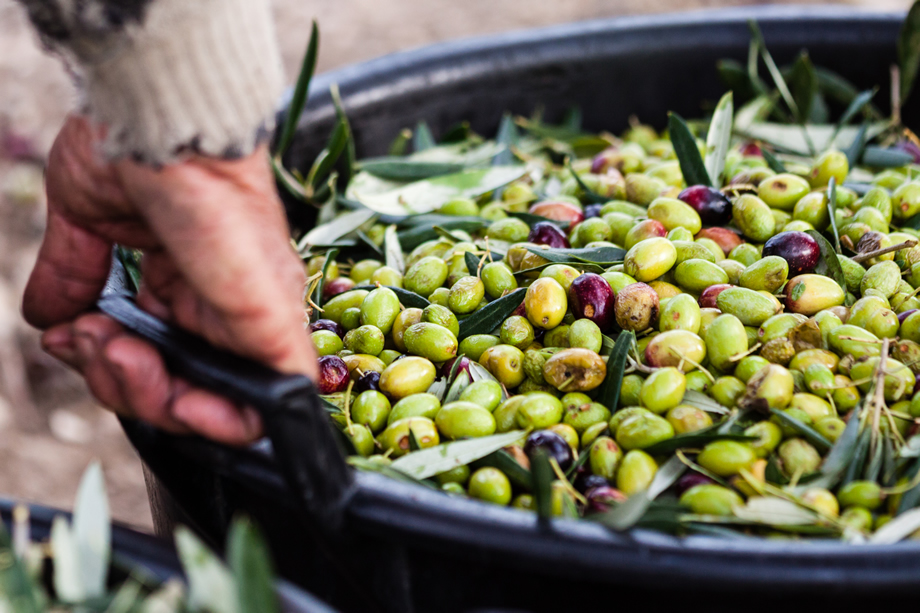 Τραγωδία στην Ηλεία: Οι συγγενείς του βρίσκονται σε σοκ, μετά από όσα είδαν με τα μάτια τους – Πήγε να μαζέψει ελιές, αλλά…