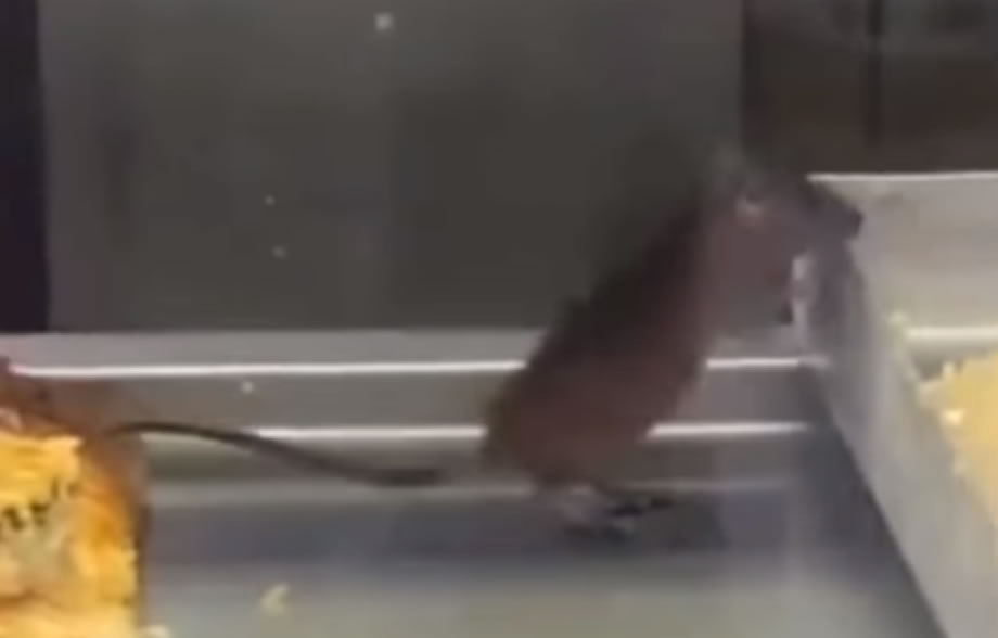 Σοκαριστική εικόνα! Σάλος με ποντίκι μέσα σε βιτρίνα με πίτες (Βίντεο περιστατικού)