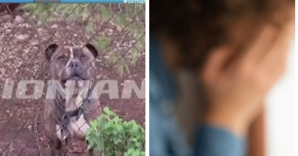 Ζάκυνθος: Σε σοκ οι διασώστες, που είδαν το 2χρονο, μετά την επίθεση πιτμπουλ – Το ανατριχιαστικό στοιχείο, που δεν είχαν ξαναδεί