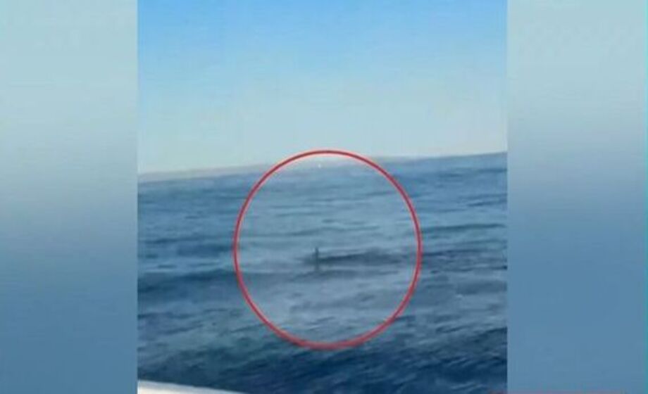Νέα εμφάνιση καρχαρία σε ελληνικά νερά – Σε ποιο νησί έκανε την εμφάνισή του;